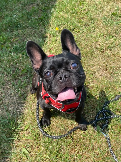 Luna Luna
