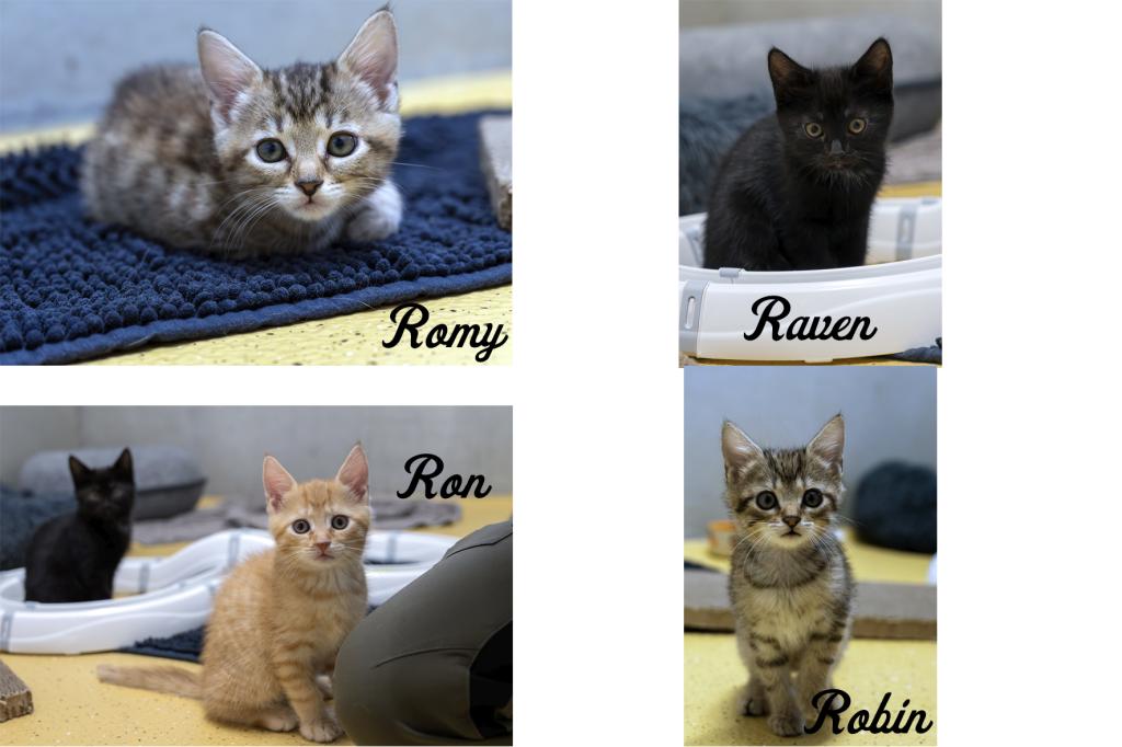 Romy, Raven, Ron und Robin (Wohnungshaltung möglich) Romy, Raven, Ron und Robin (Wohnungshaltung möglich)