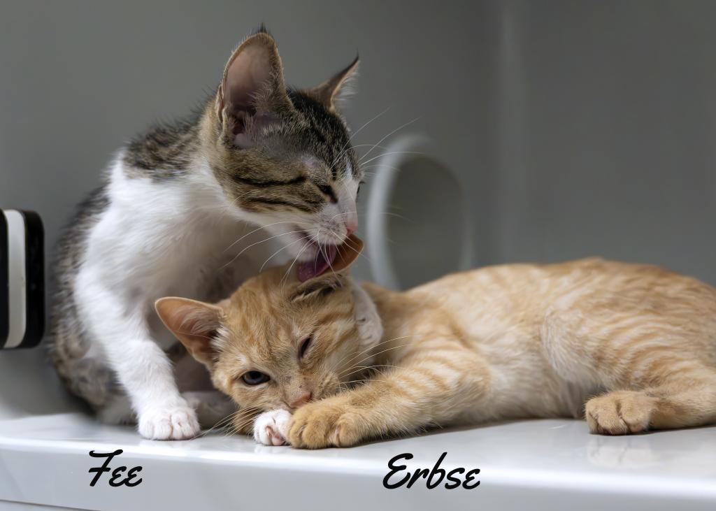 Fee & Erbse Fee & Erbse
