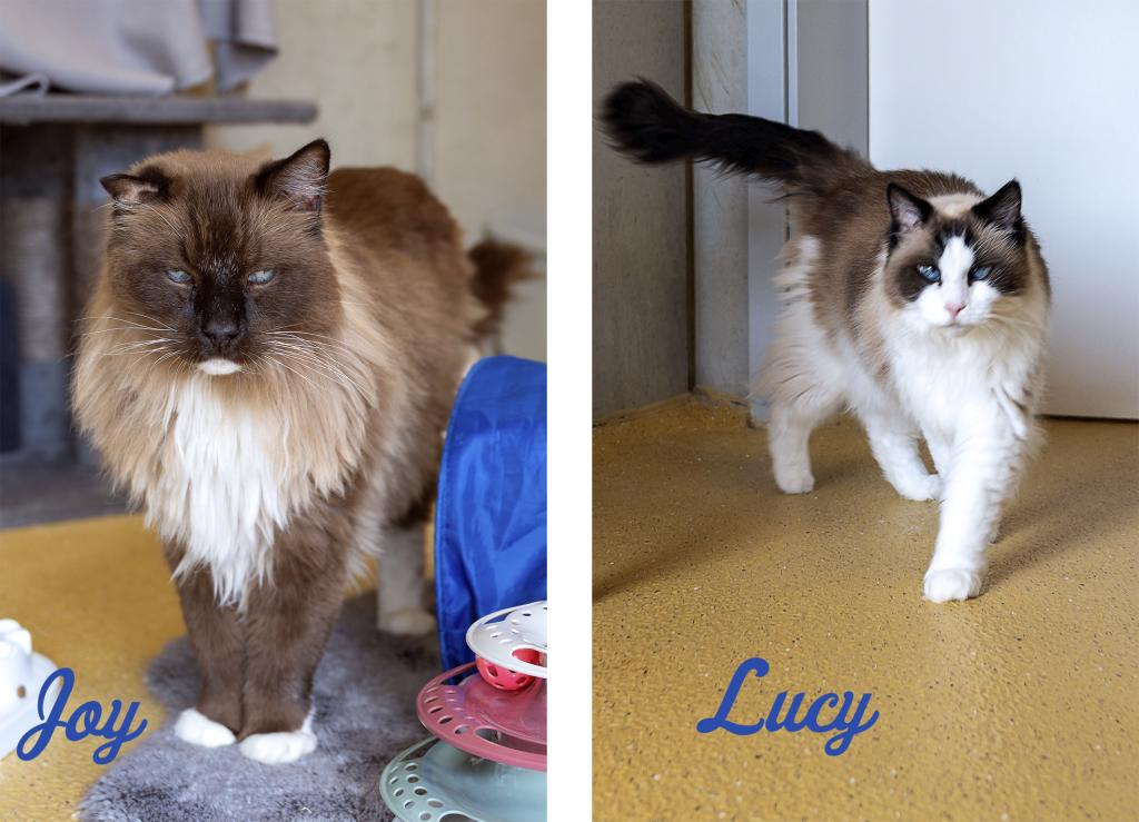 Joy & Lucy Joy & Lucy