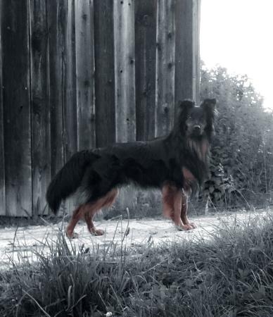 Georgi