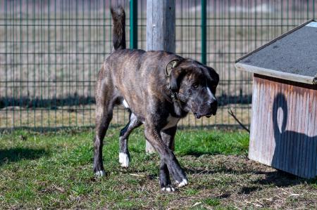 Lennox                         