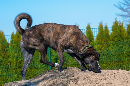 Lennox                         