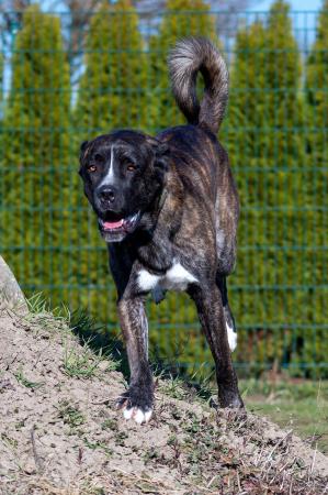 Lennox                         