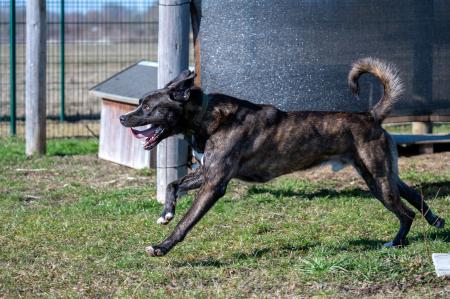 Lennox                         