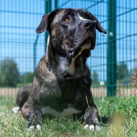 Lennox                         