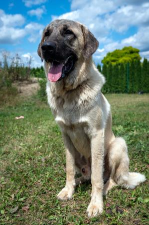 Loki