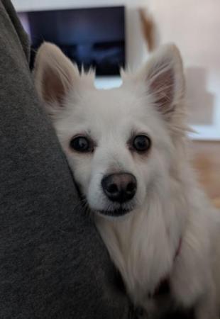 Stella