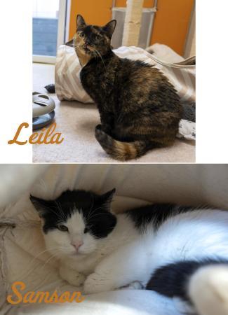 Leila & Samson