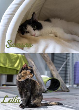 Leila & Samson