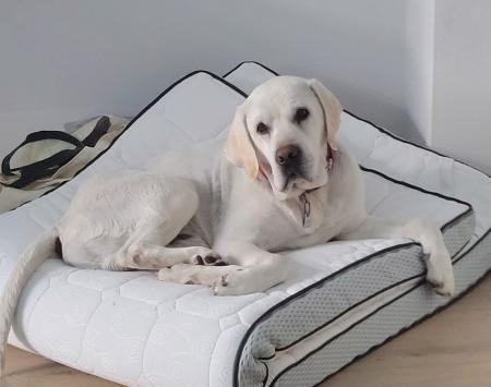 Sam