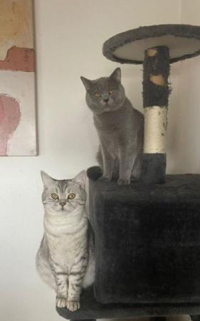 Balu & Luna Simba, Lilly & Maximus                                                                             Direktvermittlung