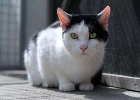 Mimi