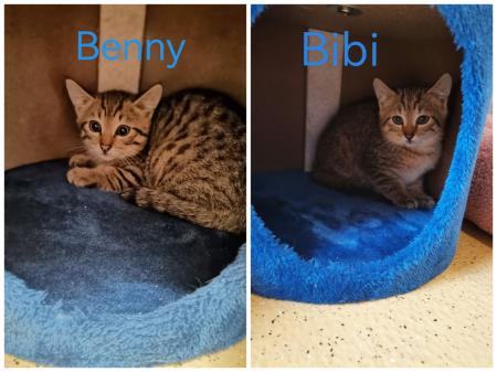 Benny & Bibi