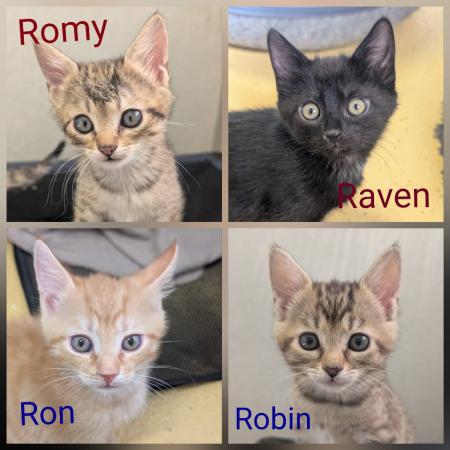 Romy, Raven, Ron und Robin (Wohnungshaltung möglich)