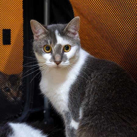 Charlotte (Wohnungshaltung möglich)
