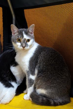 Charlotte (Wohnungshaltung möglich)