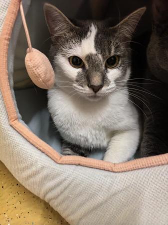 Charlotte (Wohnungshaltung möglich)