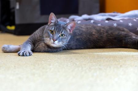 Isabella (Wohnungshaltung möglich)