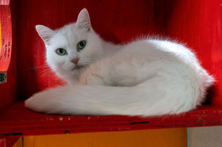 Moonie (Wohnungshaltung)
