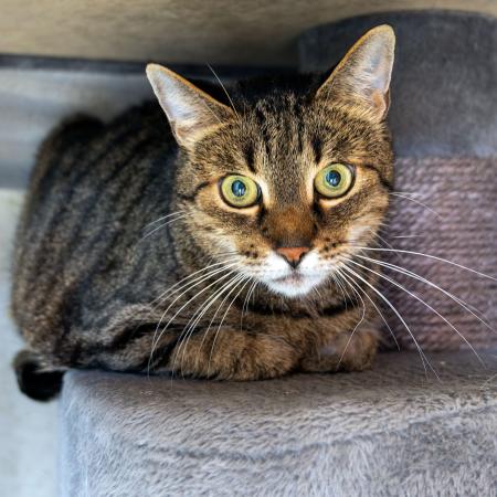 Lenny (Wohnungshaltung)