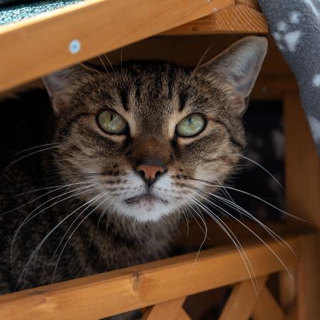 Lenny (Wohnungshaltung)